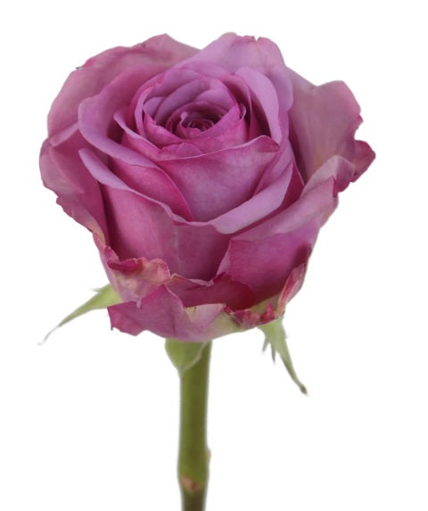 12 Christmas Roses Bouquet Flat Style