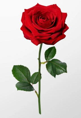 12 Christmas Roses Bouquet Flat Style